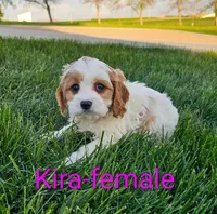 Kira, a female Cavapoo for sale in Rock Valley, IA – 2 of 6