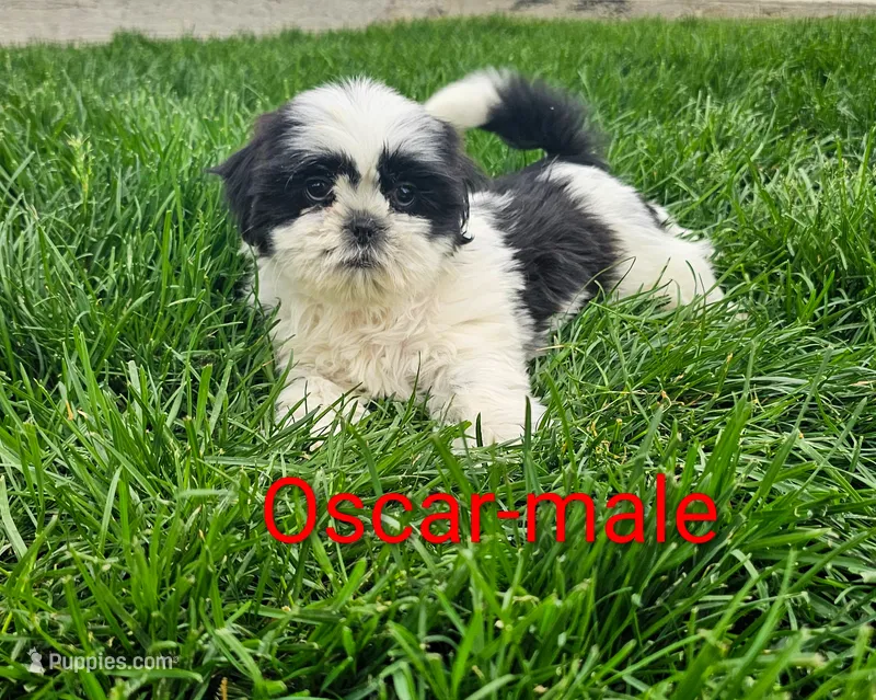 Oscar – Shih Tzu puppy for sale in Rock Valley, IA