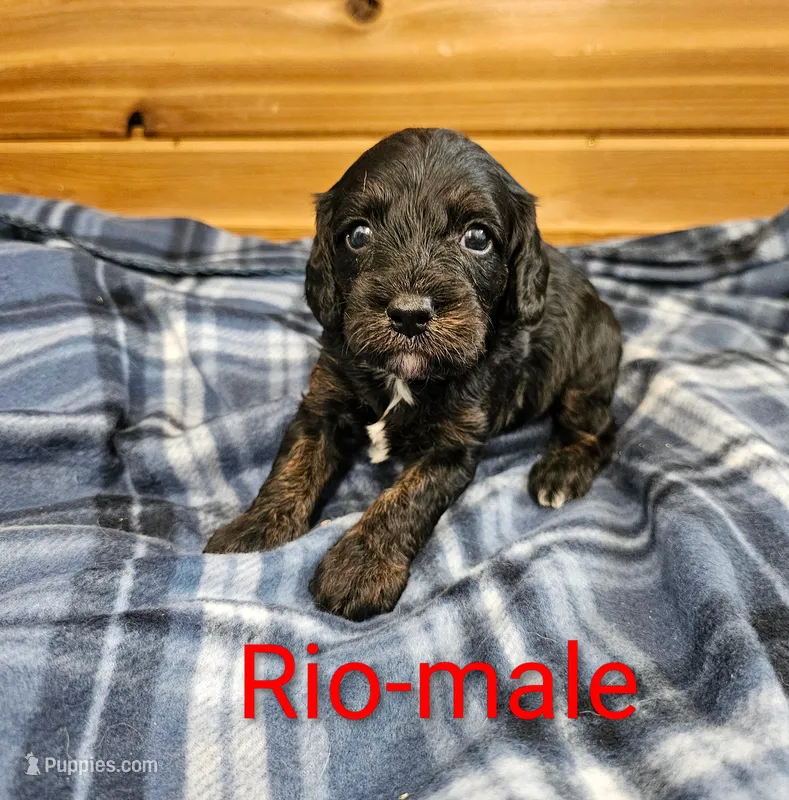 Rio – Cavapoo puppy for sale in Rock Valley, IA
