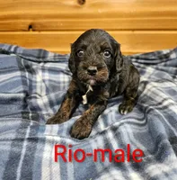 Rio, a male Cavapoo for sale in Rock Valley, IA – 1 of 2
