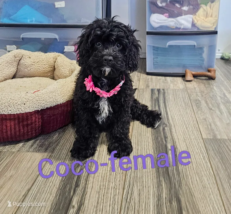 Coco – Cavapoo puppy for sale in Rock Valley, IA