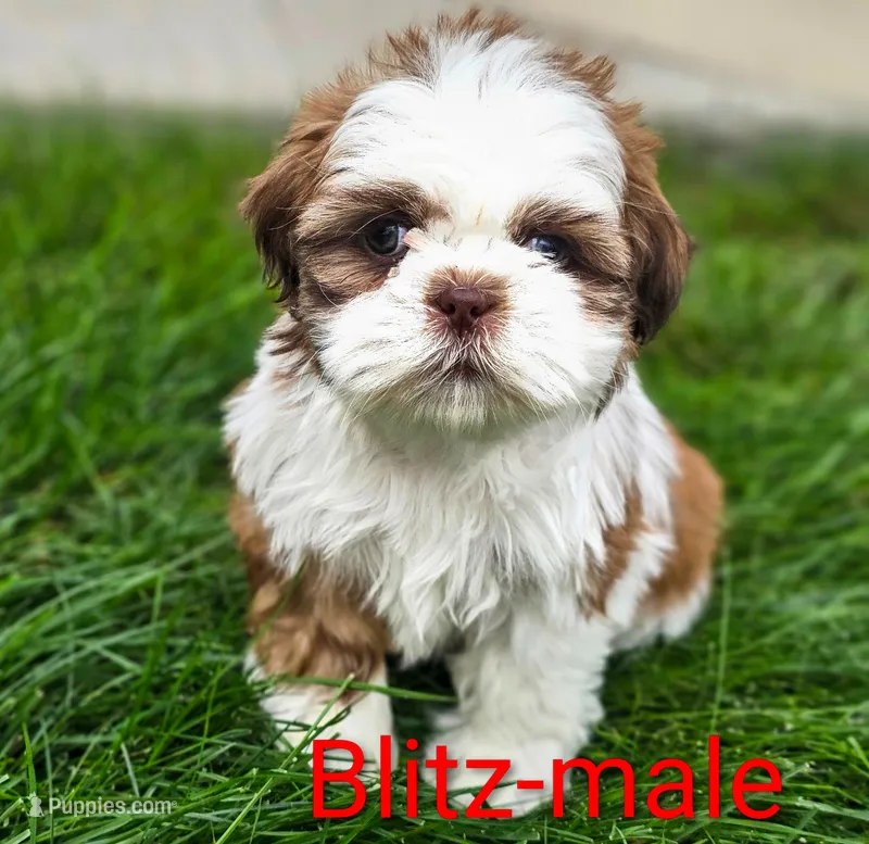 Blitz – Shih Tzu puppy for sale in Rock Valley, IA