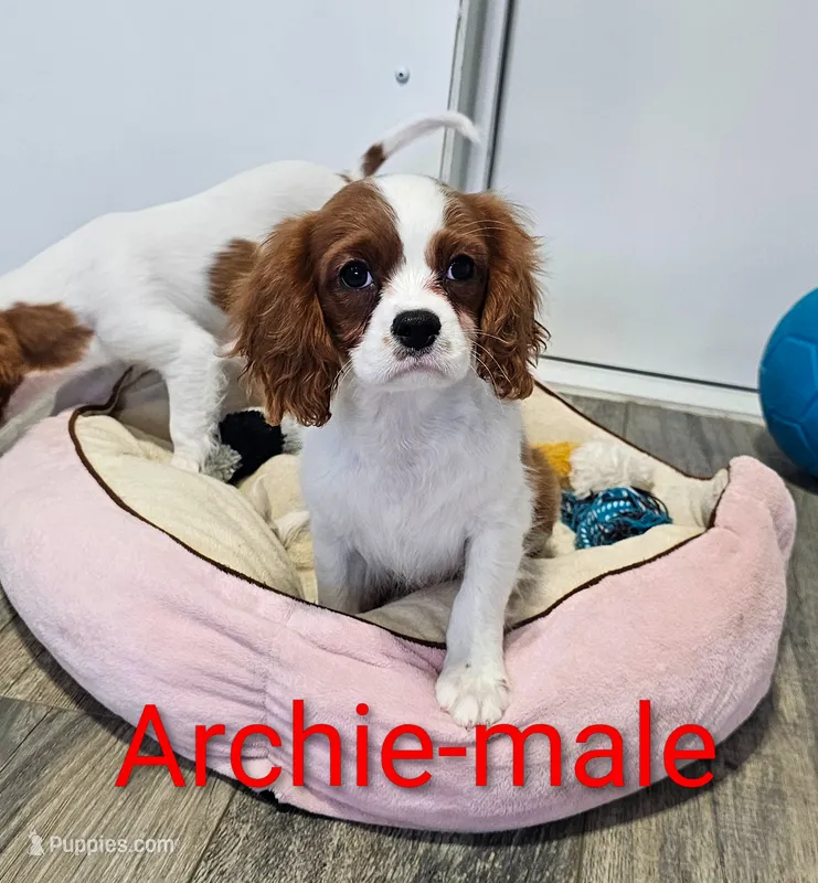 Archie – Cavalier King Charles Spaniel puppy for sale in Rock Valley, IA