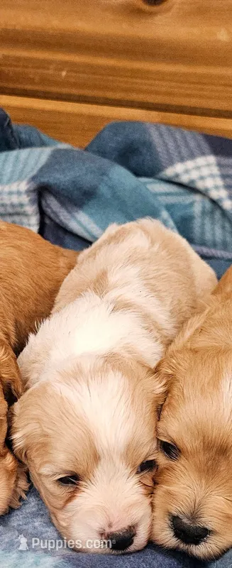 Charlie – Cavachon puppy for sale in Rock Valley, IA