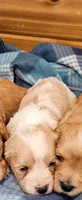 Charlie, a male Cavachon for sale in Rock Valley, IA – 1 of 1