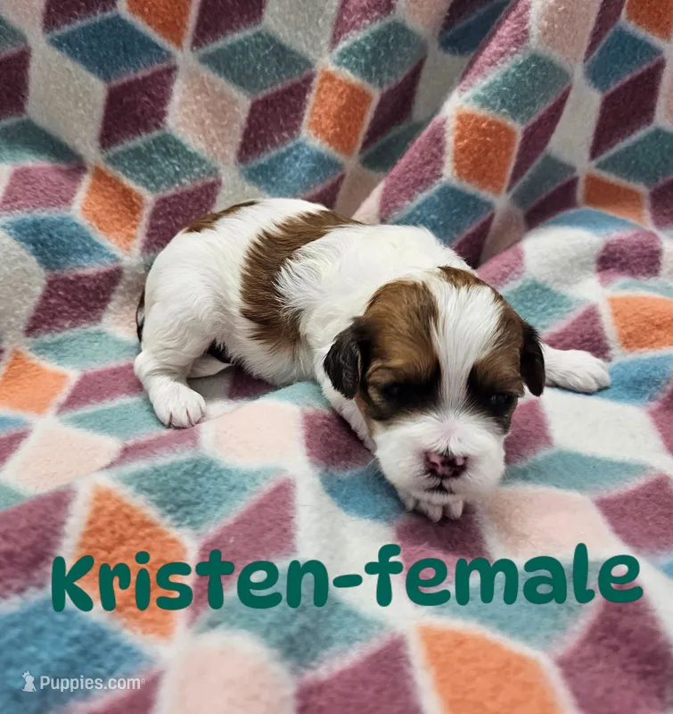 Kristen, a female Shihpoo for sale in Rock Valley, IA – 1 of 1
