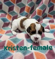 Kristen, a female Shihpoo for sale in Rock Valley, IA – 1 of 1