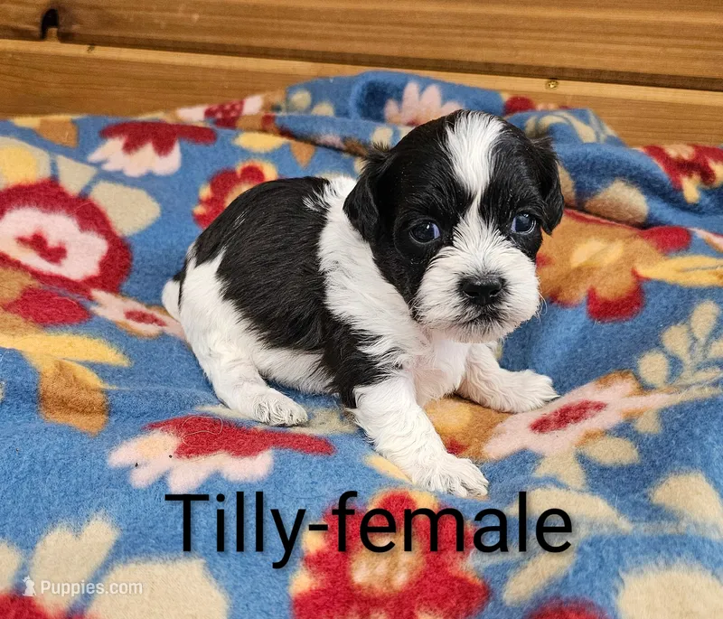 Tilly – Shihpoo puppy for sale in Rock Valley, IA