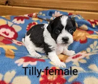 Tilly, a female Shihpoo for sale in Rock Valley, IA – 1 of 1