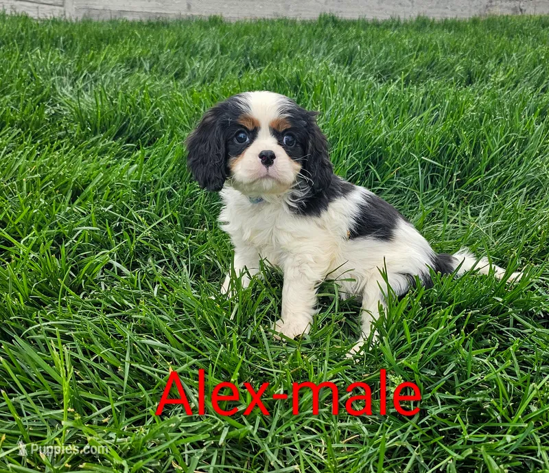 Alex – Cavalier King Charles Spaniel puppy for sale in Rock Valley, IA