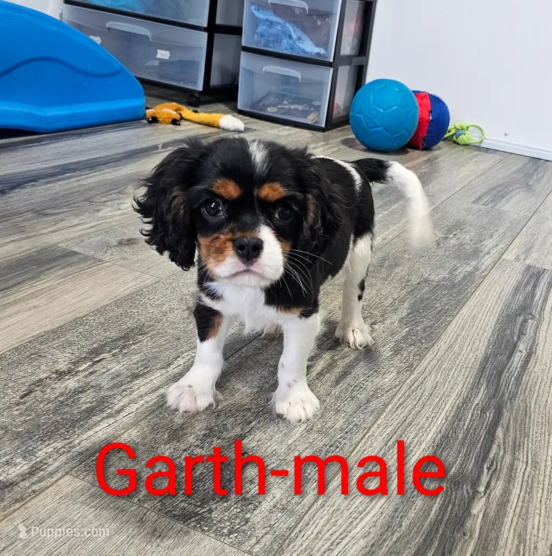 Garth – Cavalier King Charles Spaniel puppy for sale in Rock Valley, IA