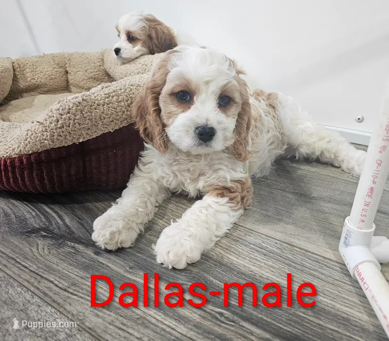 Dallas – Cavapoo puppy for sale in Rock Valley, IA