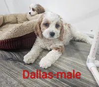 Dallas, a male Cavapoo for sale in Rock Valley, IA – 1 of 5