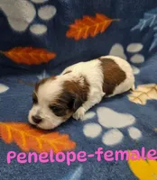 Penelope, a female Shihpoo for sale in Rock Valley, IA – 1 of 1