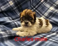 processed/37a7b8d0-ded4-4e9b-a3a8-fb85d0e7f857/listing/4abb1f09-806c-4acc-a338-c2f9fb46ea0e/b8c5b4cc-9d90-47c7-9065-473dfea88475