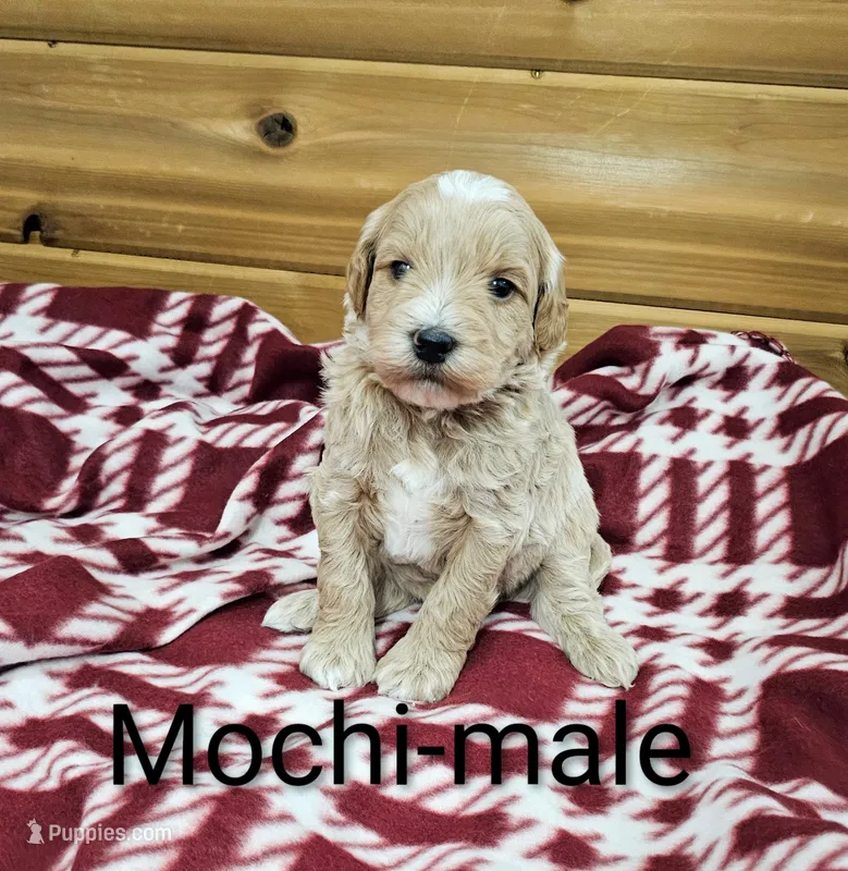 Mochi – Miniature Goldendoodle puppy for sale in Rock Valley, IA