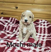 Mochi, a male Miniature Goldendoodle for sale in Rock Valley, IA – 1 of 2