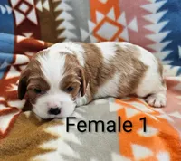Mitzi, a female Cavalier King Charles Spaniel for sale in Rock Valley, IA – 1 of 1