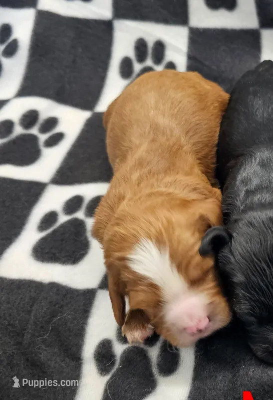 Oliver – Cavapoo puppy for sale in Rock Valley, IA