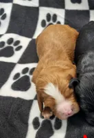 Oliver, a male Cavapoo for sale in Rock Valley, IA – 1 of 1