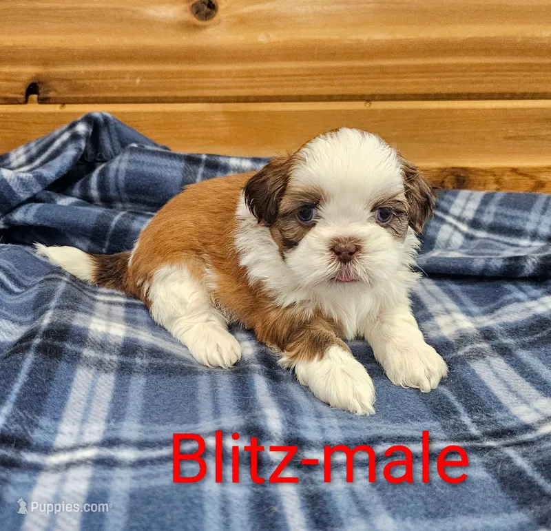 Blitz – Shih Tzu puppy for sale in Rock Valley, IA