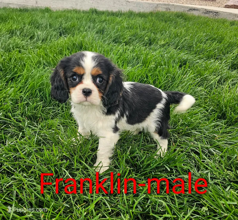 Franklin – Cavalier King Charles Spaniel puppy for sale in Rock Valley, IA