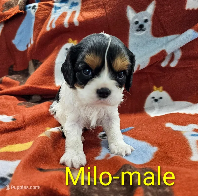 Milo – Cavalier King Charles Spaniel puppy for sale in Rock Valley, IA