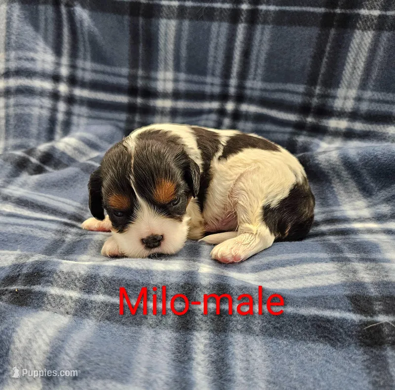Milo – Cavalier King Charles Spaniel puppy for sale in Rock Valley, IA