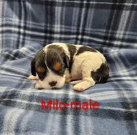 Milo, a male Cavalier King Charles Spaniel for sale in Rock Valley, IA – 5 of 5