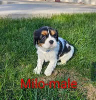 Milo, a male Cavalier King Charles Spaniel for sale in Rock Valley, IA – 3 of 5