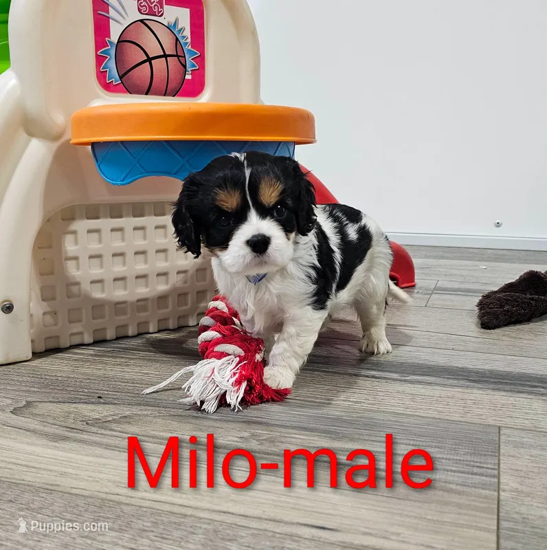 Milo – Cavalier King Charles Spaniel puppy for sale in Rock Valley, IA