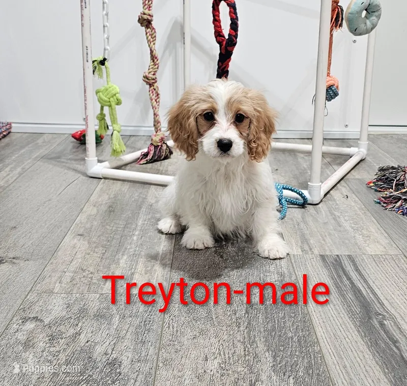 Treyton