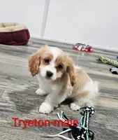 processed/37a7b8d0-ded4-4e9b-a3a8-fb85d0e7f857/listing/4e4e9b65-1e61-4953-8e85-d75bc9fc3461/ec78aa5d-5c7e-4a99-9e41-700cc11a6755