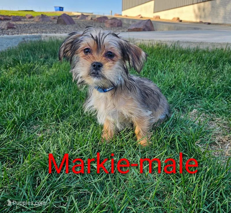 Markie – Shorkie puppy for sale in Rock Valley, IA