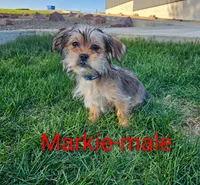 Markie, a male Shorkie for sale in Rock Valley, IA – 1 of 8