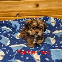 Markie, a male Shorkie for sale in Rock Valley, IA – Photo 5 of 7