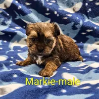 Markie, a male Shorkie for sale in Rock Valley, IA – Photo 6 of 7