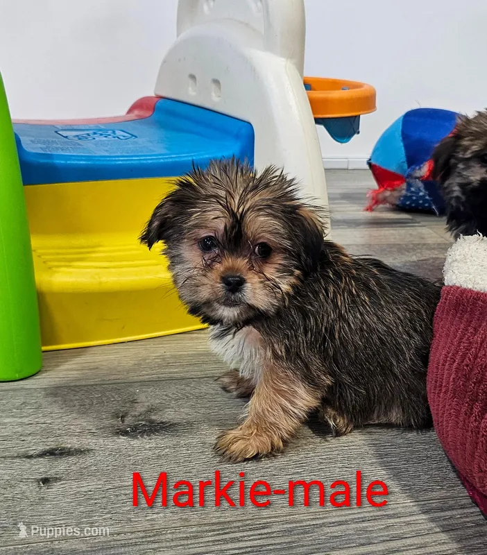 Markie – Shorkie puppy for sale in Rock Valley, IA