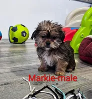 Markie, a male Shorkie for sale in Rock Valley, IA – Photo 4 of 7