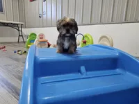 Markie, a male Shorkie for sale in Rock Valley, IA – Photo 2 of 7