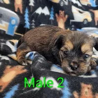 Markie, a male Shorkie for sale in Rock Valley, IA – Photo 7 of 7