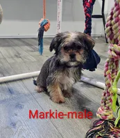 Markie, a male Shorkie for sale in Rock Valley, IA – Photo 1 of 7