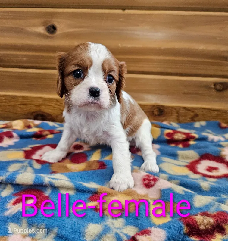 Belle – Cavalier King Charles Spaniel puppy for sale in Rock Valley, IA
