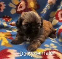 Daisy, a female Shih Tzu for sale in Rock Valley, IA – Photo 1 of 3