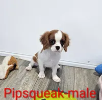 Pipsqueak, a male Cavalier King Charles Spaniel for sale in Rock Valley, IA – 2 of 7