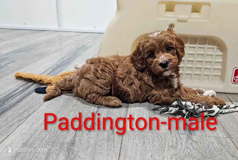Paddington  – Miniature Goldendoodle puppy for sale in Rock Valley, IA