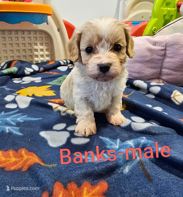 Banks – Cavachon puppy for sale in Rock Valley, IA