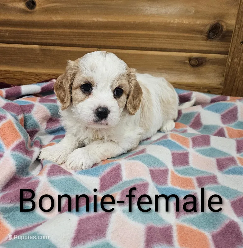 Bonnie – Cavachon puppy for sale in Rock Valley, IA