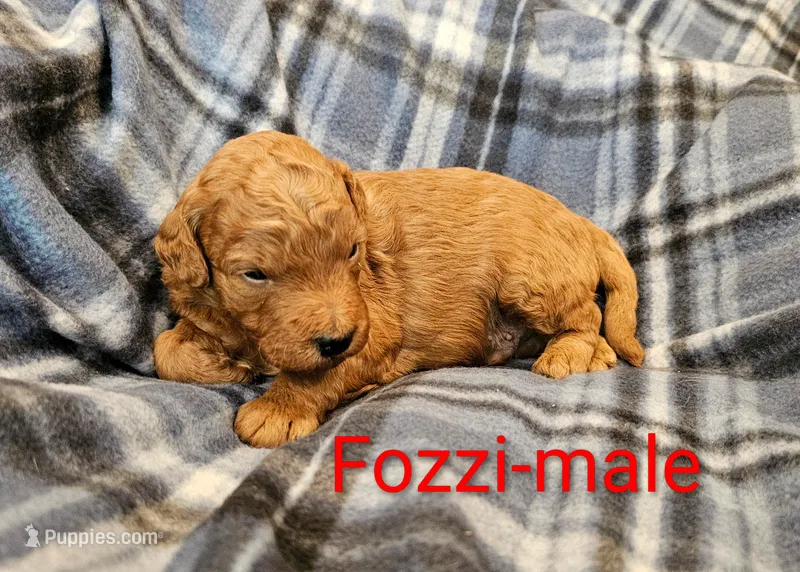 Fozzi – Miniature Goldendoodle puppy for sale in Rock Valley, IA