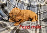 Fozzi, a male Miniature Goldendoodle for sale in Rock Valley, IA – 1 of 1